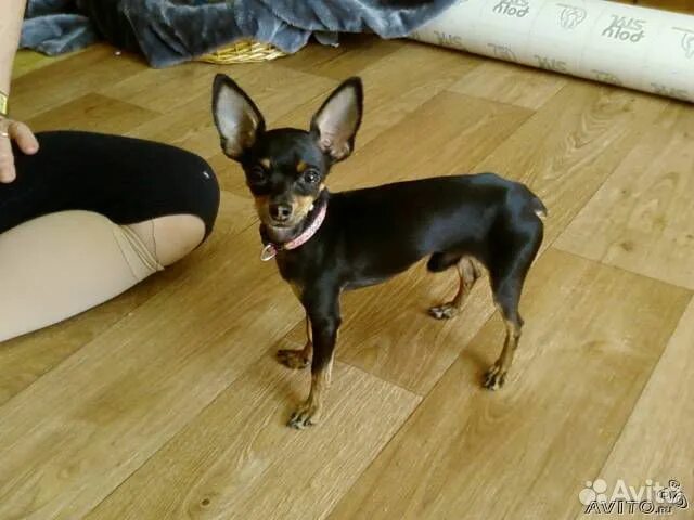 Порода той терьер плюсы и минусы. Русский той минусы. Чихуахуа стандарт породы. Тойтерьеры и чихуахуа отличие. Русский той терьер длинношерстный.