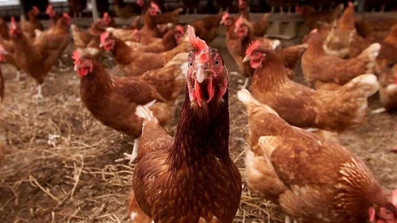 годовалая несушка. куры годовалые. кораллы годовалые несушки куры. годовалая несушка. браун ник.