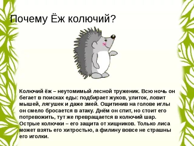 Предложение со словом колючий. Почему еж колючий. Почему Ёжик колючий. Предложение о еже. Предложение про ежа.