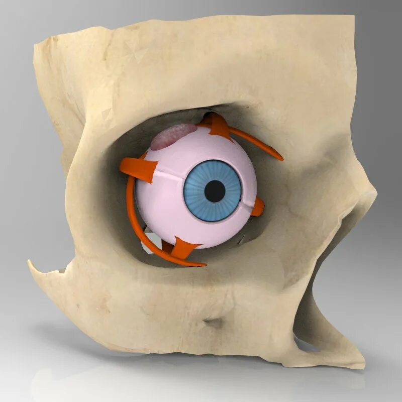 Eye 3d model. Глаз 3д модель. human eye 3d model. cyberg eye 3d model. a lot of eyes 3d model.