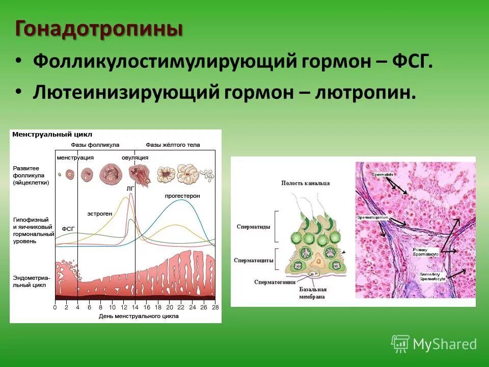 Фсг гормон у женщин за что отвечает. Лютеинизирующий гормон и фолликулостимулирующий гормон функции. Фолликулярный гормон функции. Лютеинизирующий гормон (ЛГ). Выработка ФСГ.