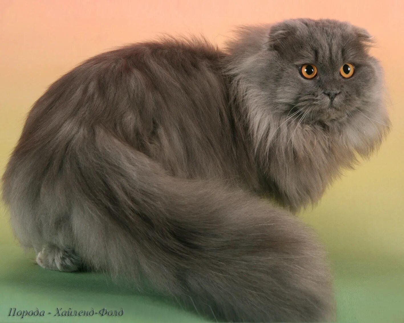 Шотландская кошка хайленд фолд. Шотландский хайленд страйт. Шотландские котята хайленд фолд. Шотландская хайли страйт. Шотландская хайли страйт.