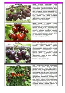 Вишня жуковская описание сорта опылители морозостойкость