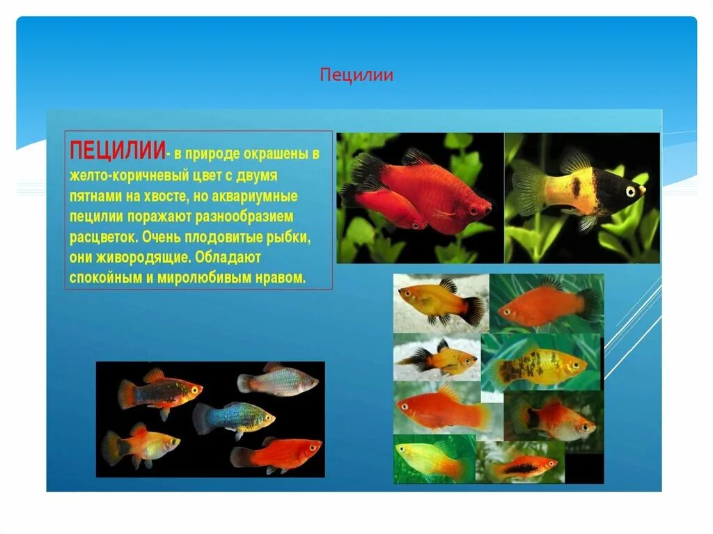 Определить аквариумную рыбку