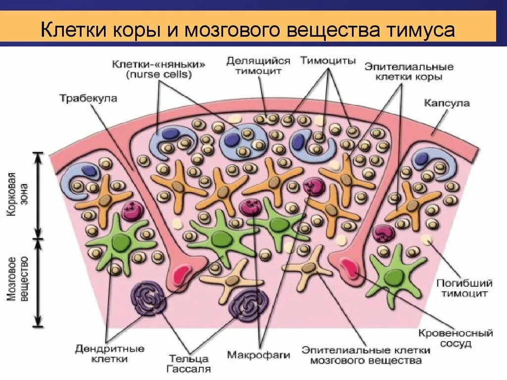 Слои клеток головного мозга. Клетки коркового вещества тимуса. Строение мозгового вещества тимуса. Клетки тимуса гистология. Медуллярные клетки тимуса.