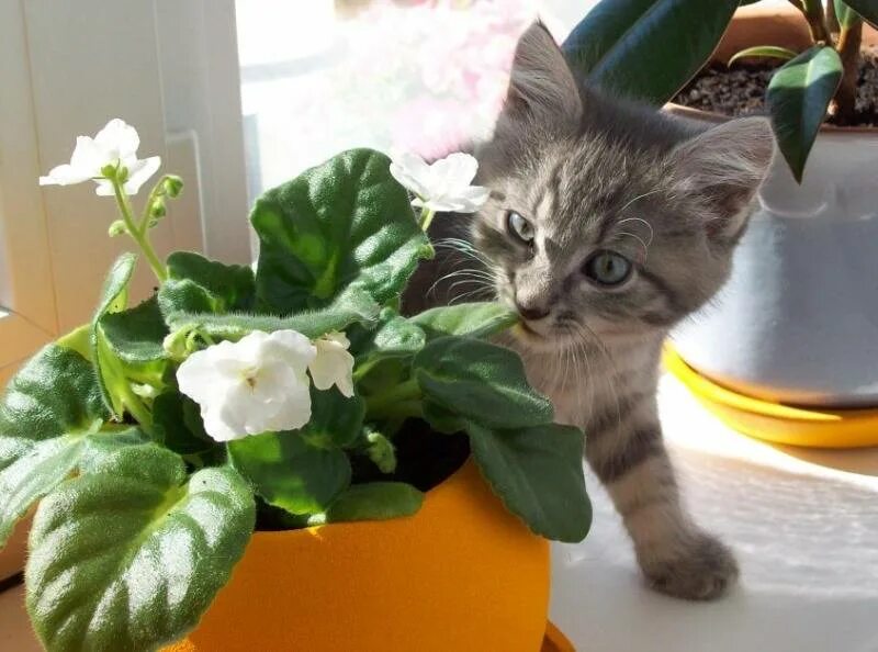 Комнатные цветы для котов. Кошка ест комнатные растения. Полезные комнатные растения для кошек. Кошка ест комнатный цветок. Цветы вредные для кошек