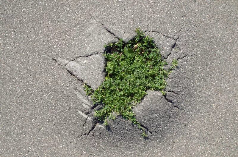 Камнеломка желтая цветок садовый многолетний. Шиверекия икотниковидная. Растения на скалах. Трава растущая на скалах 10 букв. Растения на скалах.