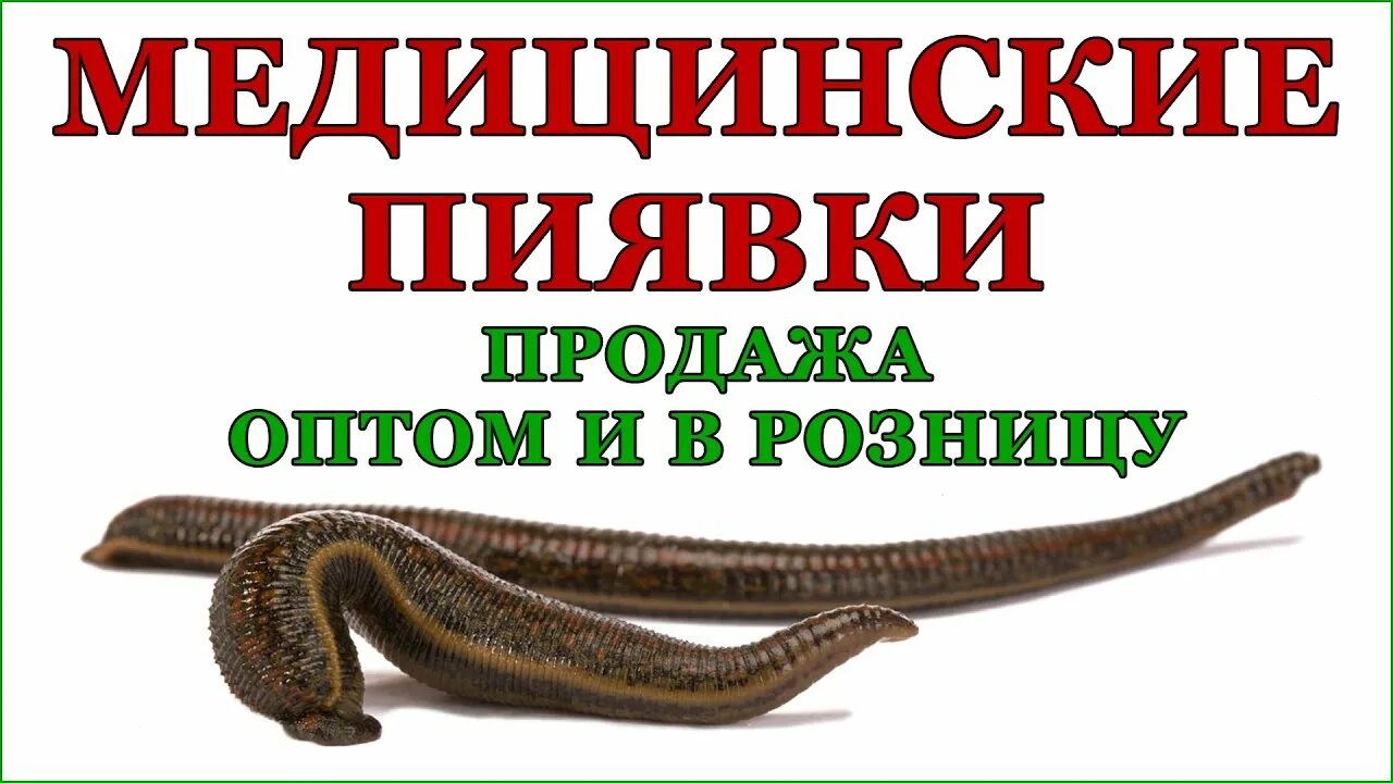 Пиявки фабрика медицинской. Медицинская пиявка в аптеке. Купить медицинские пиявки в спб