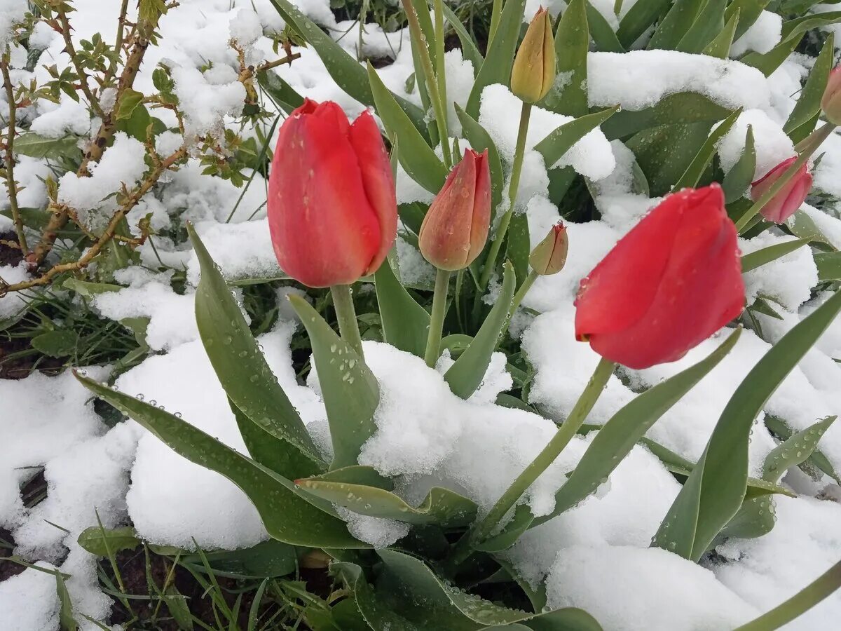 Какое завтра февраля. Тюльпаны под снегом. Цветы из под снега. Зимние тюльпаны. Тюльпаны в снегу.