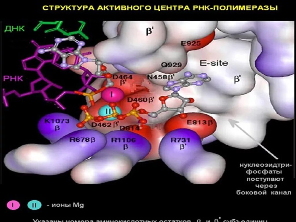 ДНК-зависимая РНК полимераза структура. РНК полимераза строение. РНК полимераза строение субъединицы.