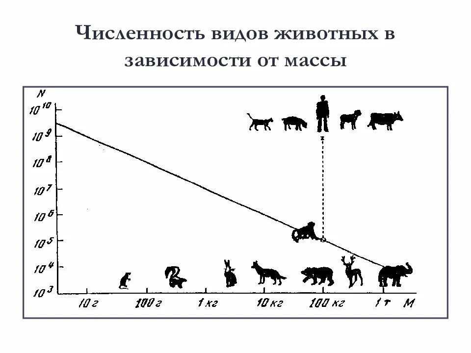 На равнинах число видов животных. Численность видов животных. числа в виде животных. виды численности. число видов зверей.