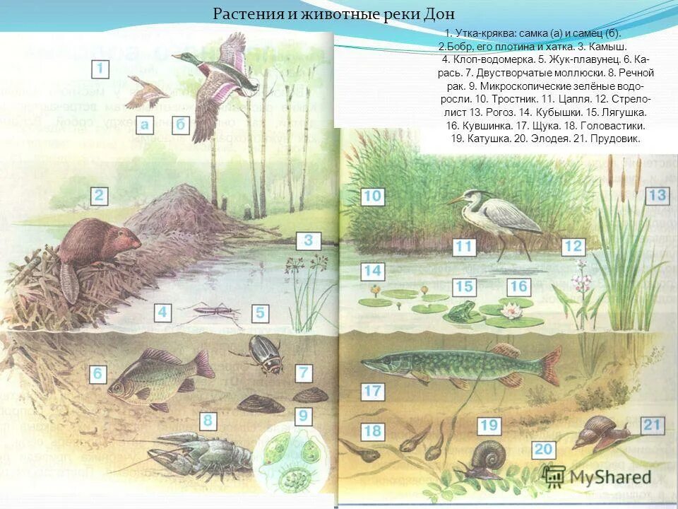 растения и животные реки дон 4 класс. животные реки камы. кременские леса мертвый донец. растения и животные реки дон 4 класс. растения реки дон.