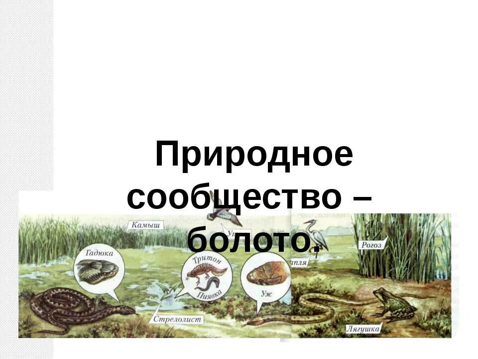 Сообщество болото 5 класс биология. Природное сообщество болото. Презентация природные сообщества болото. Природное сообщество болото схема. Сообщество болото презентация.