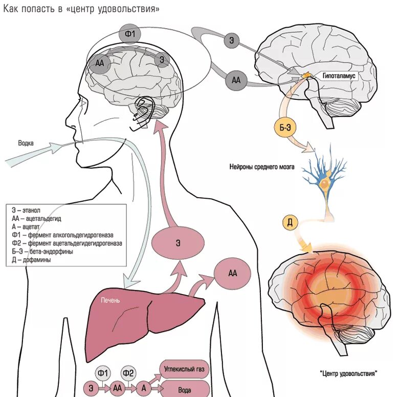 Зона удовольствия. Патогенез алкогольной интоксикации. Механизмы действия спиртов на организм человека. Механизм действия спирта на организм.