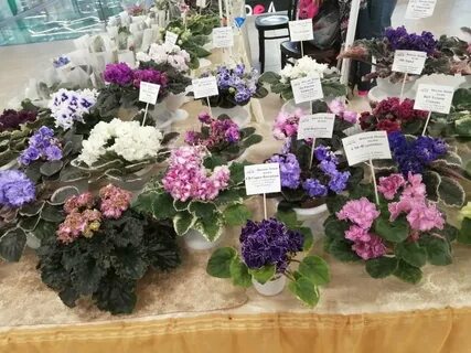 Выставка фиалок в санкт петербурге