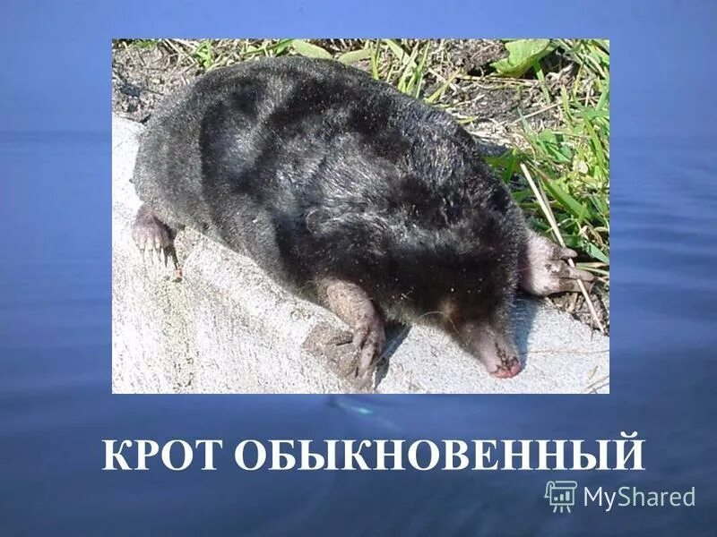 приспособления крота обыкновенного. крот приспособления для жизни. приспособленность к почвенной среде обитания. максимальный размер крота. кротл черты прспосленияя.