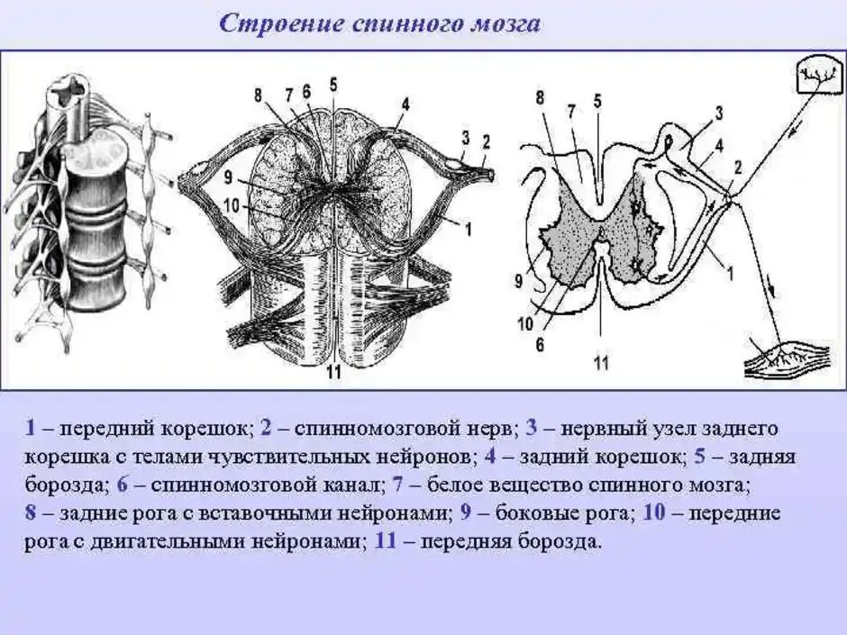 Строение спинного мозга рис 60. Строение спинного мозга а спинной. Строение спинного мозга передний и задний корешок. Наружное строение спинного мозга схема. Промежуточные нервные узлы