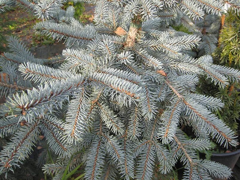 Ель эдит описание. Ель picea pungens. ель колючая picea pungens. ель колючая picea pungens &#039;erich frahm&#039;. ель колючая эрих фрам.