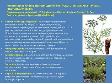 Сибирская сырье