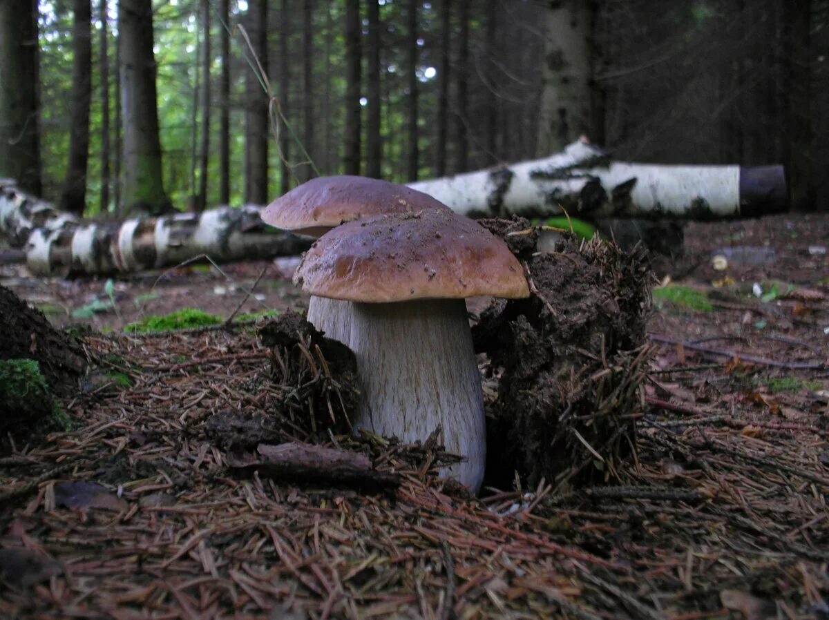грибы в сосновом лесу. Boletus edulis – белый гриб. сбор грибов боровиков в лесу. в лесу белый гриб можно. в лесу белый гриб можно.