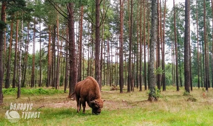 Березинский биосферный заповедник п 6 букв название. Березинский биосферный заповедник. витебск заповедник березинский. березинский биосферный заповедник (г. витебск). березинский биосферный заповедник животные.