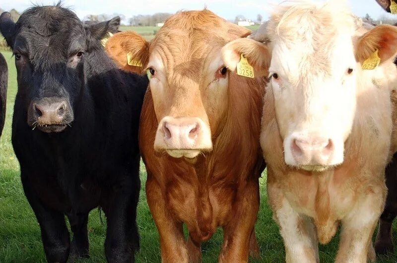 3 бычка. Теленок 1 год. Год и три месяца бычки. 3 бычка. Продается бычок.