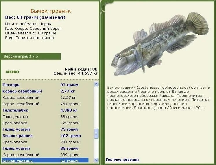 Рыбы условия жизни. Бычок травник. Чем питаются бычки. Бычок Камский. Бычки на Каме.