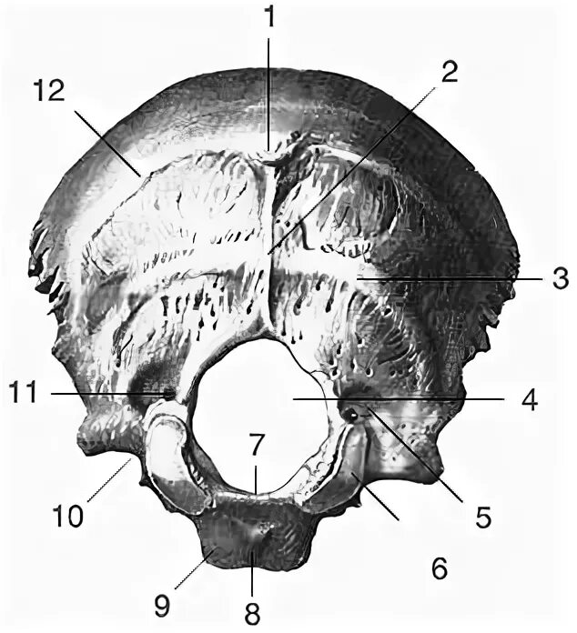 Мыщелок черепа. Затылочная кость черепа анатомия. Анатомия затылочной кости. Мыщелок затылочной кости анатомия. Выйная линия затылочной кости.