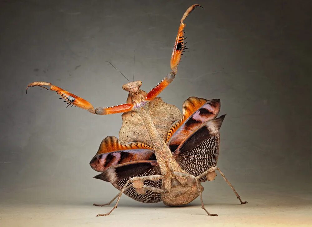 Танец богомолов. Igor Siwanowicz богомолы. Богомол Creobroter meleagris. Богомол Deroplatys lobata. Prohierodula picta богомол.