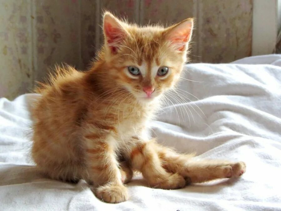 Три кота. Рыжий кот мейн кун. Рыжий кот 3. Рыжий кот 3. Три рыжих кота.