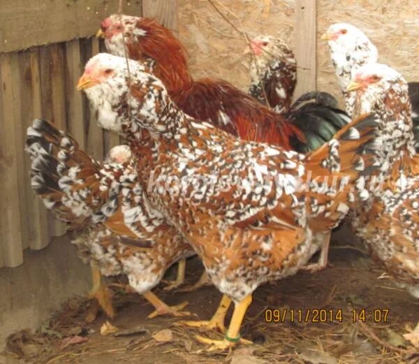 куры авито орловская область. куры авито орловская область. орловская ситцевая порода кур. орловская ситцевая порода. куры авито орловская область.
