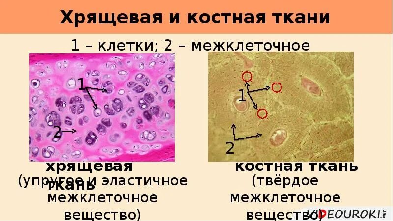 Межклеточное вещество находится. Межклеточное вещество костной ткани. Межклеточное вещество хрящевой ткани. Костная ткань клетки и межклеточное вещество. Хрящевая ткань клетки и межклеточное вещество.