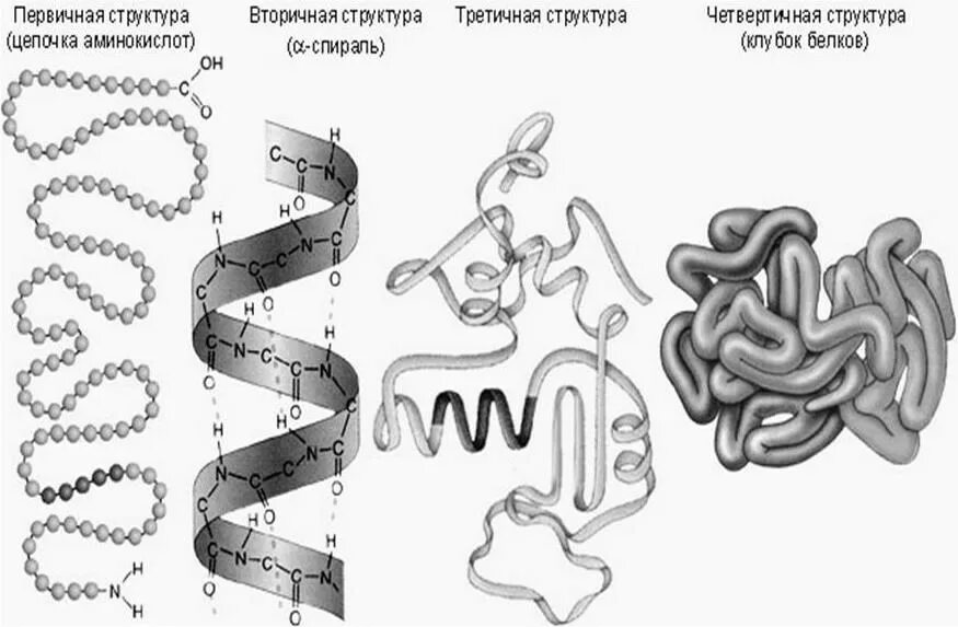 Структура молекулы белка. Белок рисунок биология. Конфигурация третичной структуры белка. Третичная структура МРНК.