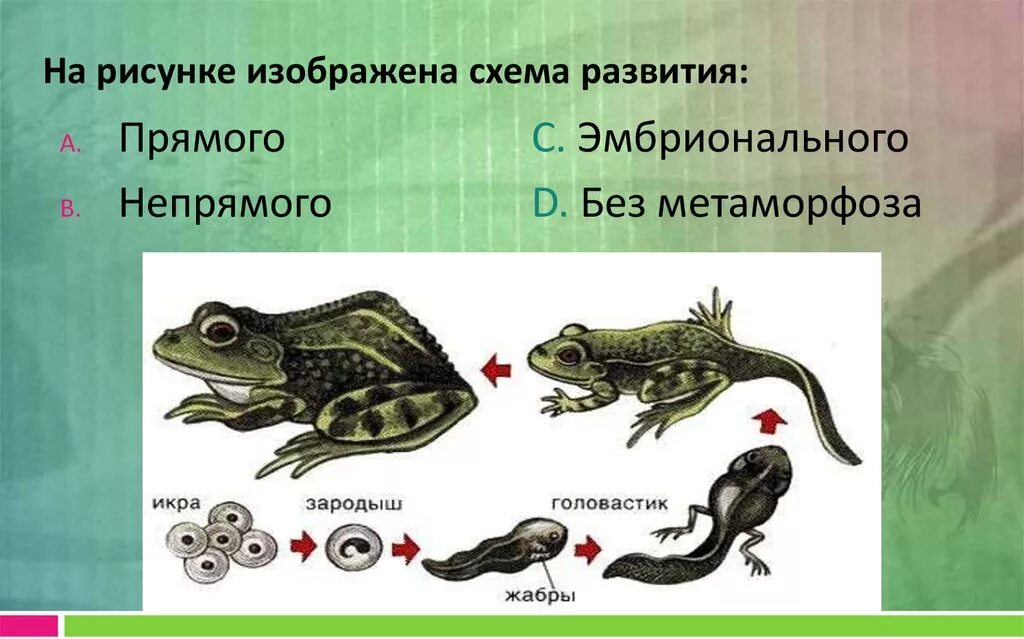 Непрямое развитие у пресмыкающихся. Непрямое развитие у млекопитающих. Непрямое развитие рыб. Размножение млекопитающих. Развитие млекопитающих прямое или непрямое