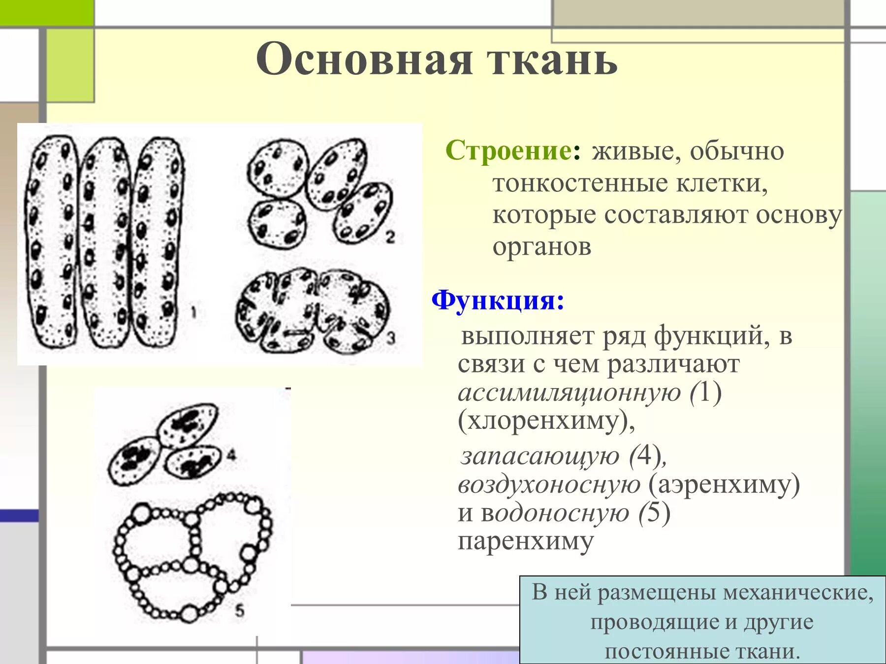 Функции строения основной ткани. Основная ткань растений строение. строение основной ткани растений. основные ткани растений строение. основные ткани функции.