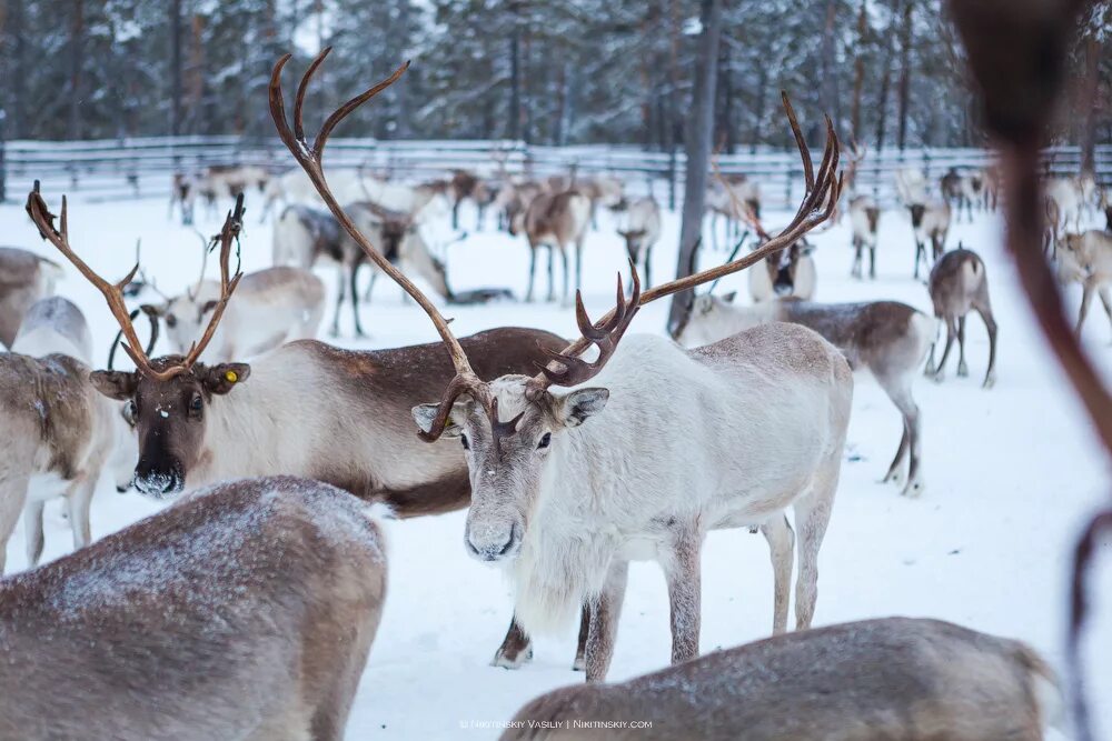животные ханты. животный мир ханты мансийского округа. олень новоземельский хмао. животные ханты. животные югры.