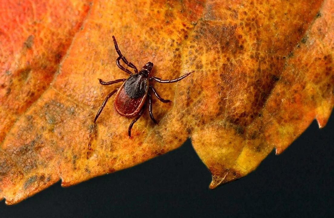 Где зимуют клещи. Мышиный клещ Allodermanyssus sanguineus. Клещ в лесу. Иксодовые клещи.