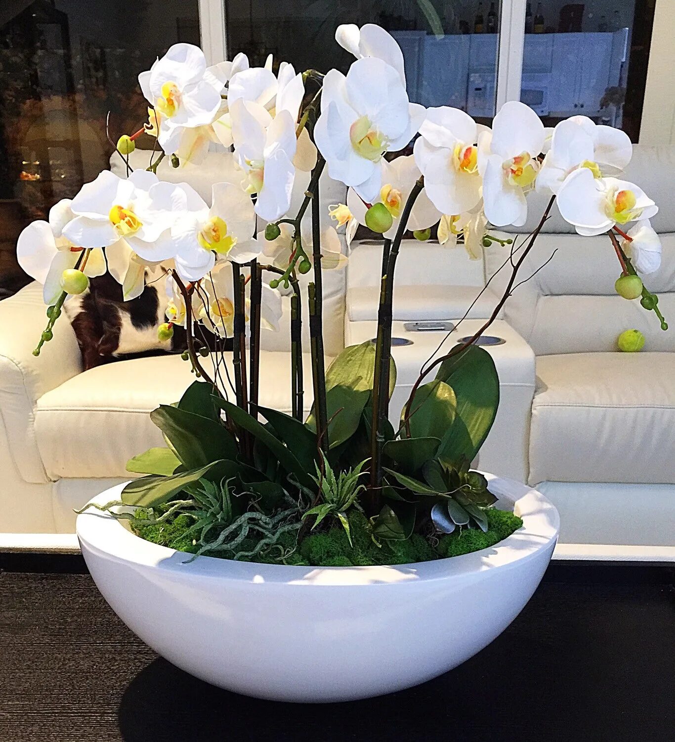 Орхидея уход после покупки. Фаленопсис комнатное растение. Цветок Орхидея фаленопсис. Фаленопсис Алексия. Фаленопсис обильноцветущий.