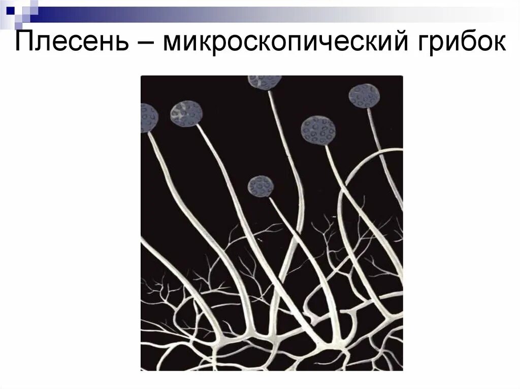 Влияние какого условия на развитие плесени иллюстрирует. Плесневые грибы проект. Плесень микроскопический грибок. Плесень биология. Появление плесени схема.