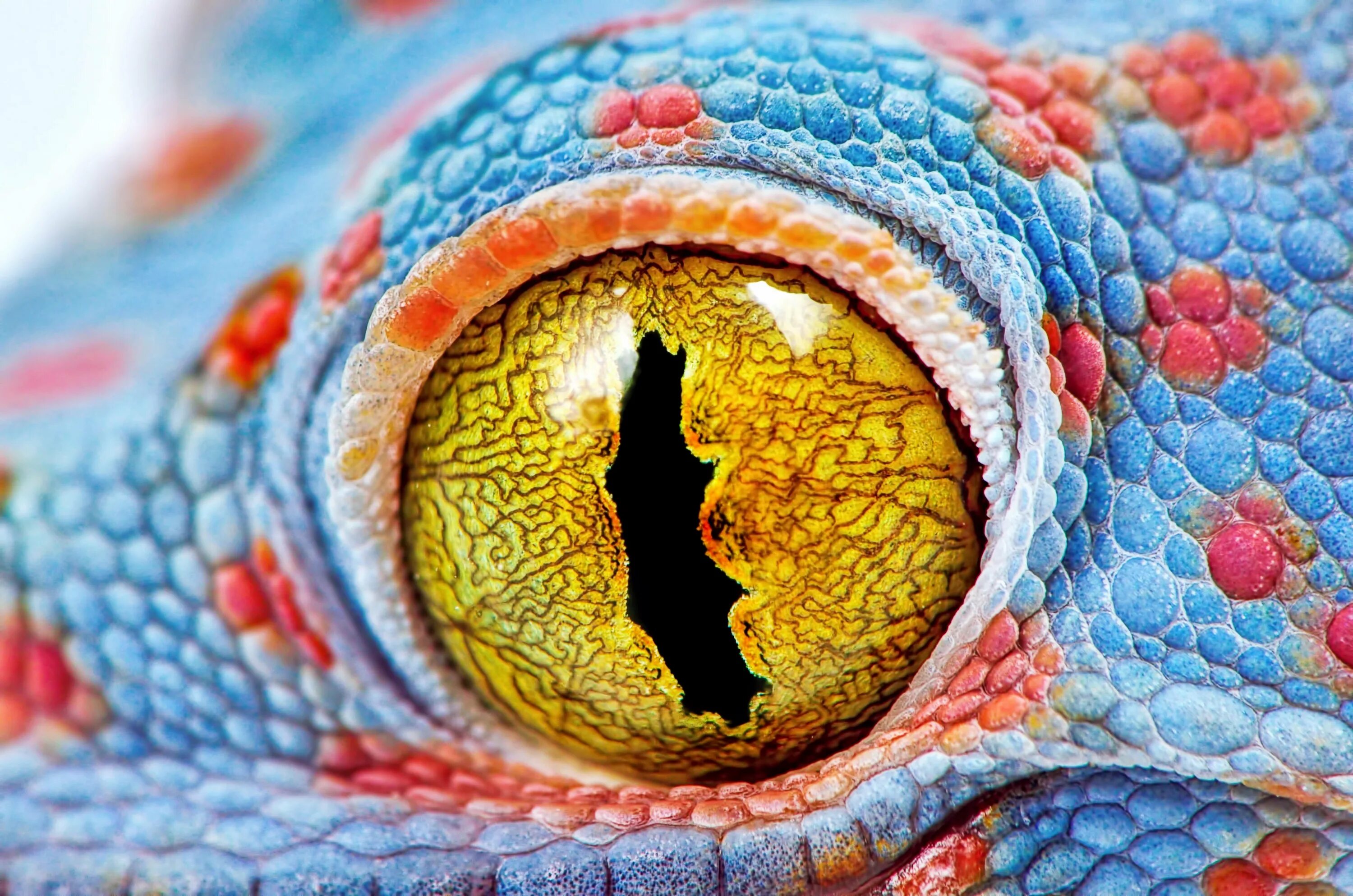 Какой элемент инфраглаза змеи выполняет. Змеиный глаз эублефар. Глаз ящерицы. Глаза змеи. Глаз геккона.