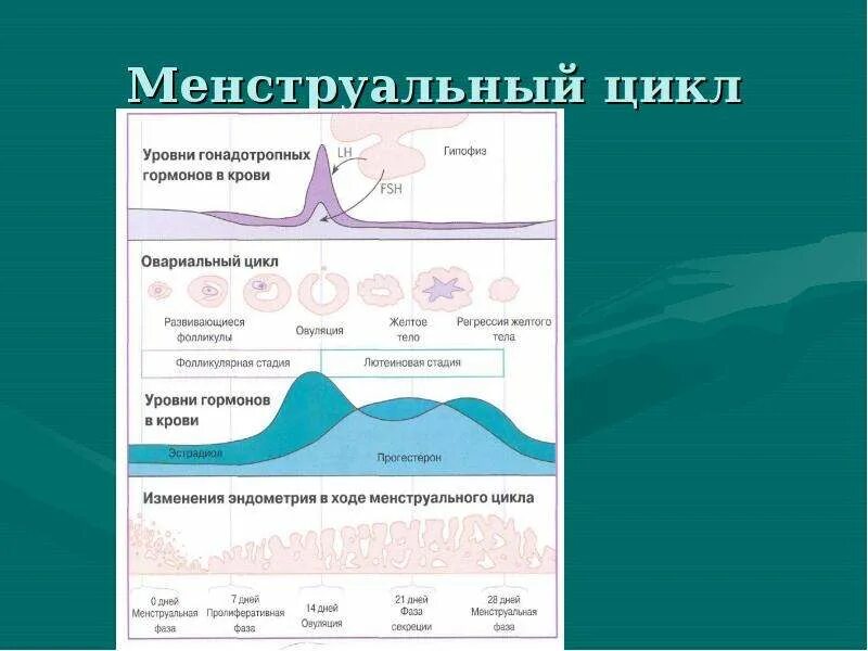 27 цикл месячных. Менструальный цикл. Менструальный цикл презентация. Менструальный цикл схема. Гормоны при нарушении менструационного цикла.