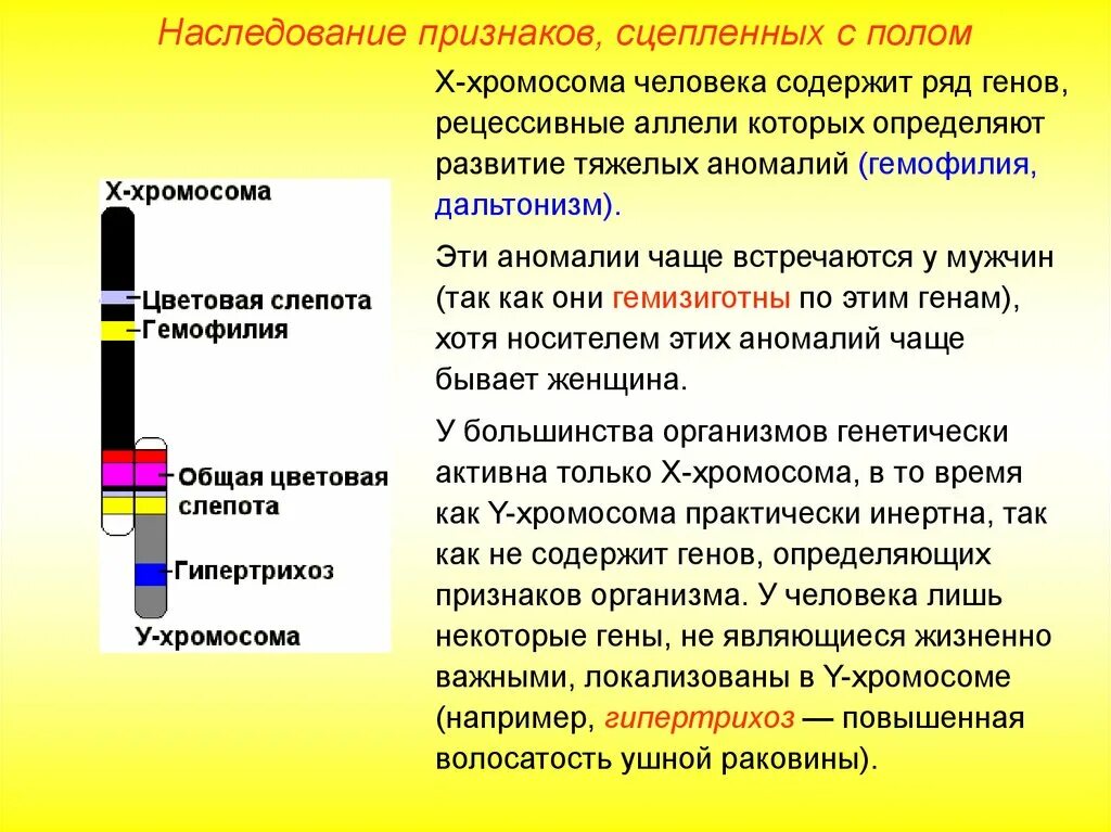 Наследование признаков сцепленных с полом. Наследование признаков сцепленных с полом у человека. Сцепленное с полом наследование и наследование сцепленных признаков.. Гены сцепленные с х-хромосомой.