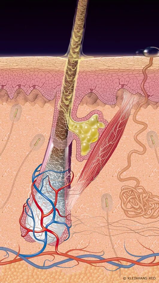Пробуждение волосяных луковиц. Фурункулез волосяных фолликулов. Волосяной фолликул и сальная железа. Воспаление фолликул волосяной фолликул. Волосяная луковица сальная железа.