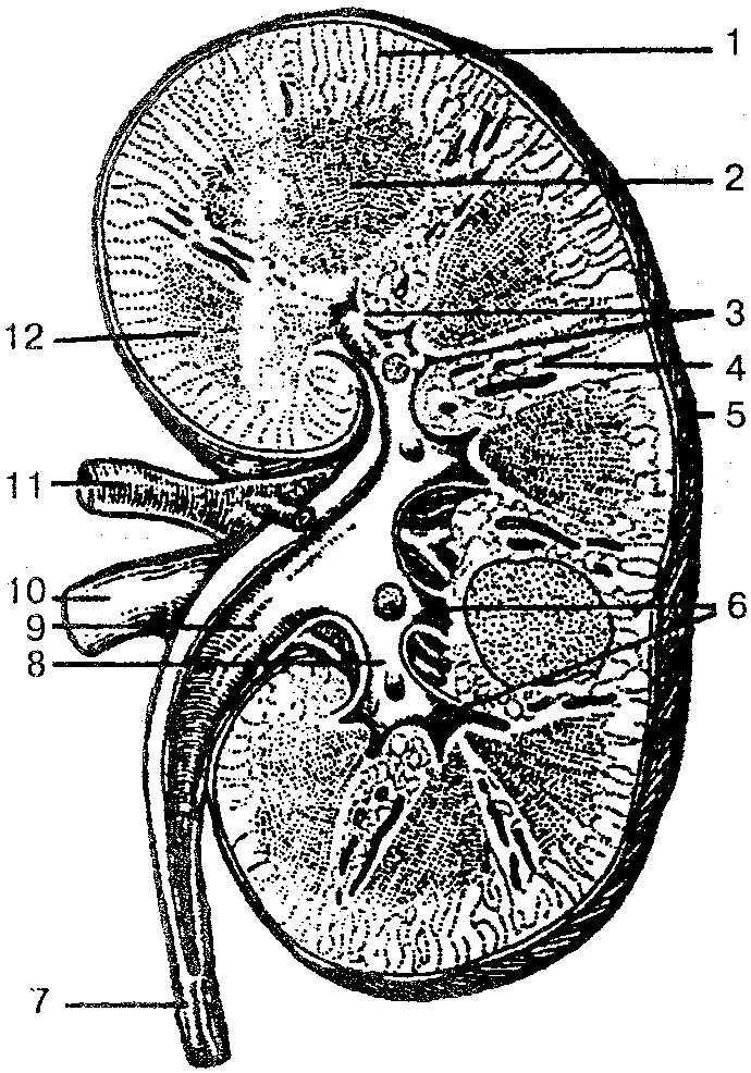 На рисунке 2 изображено строение почки. Строение почки человека анатомия. Почка в разрезе анатомия. Строение правой почки человека. Внутреннее строение почки анатомия.