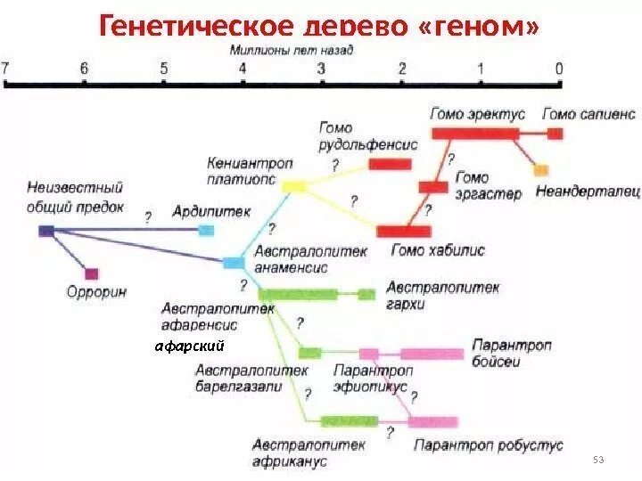 Генетика деревьев. Генетика дерево. Геном дерева. Генное дерево. Филогенетическое Древо ВПЧ.