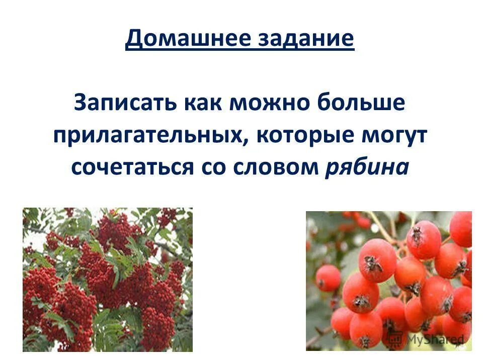 Чахлая рябина мокнет под дождем стих. Рябина слова. Сочинение про рябину. Костёр рябины красной метафора. Эпитет к слову рябина.