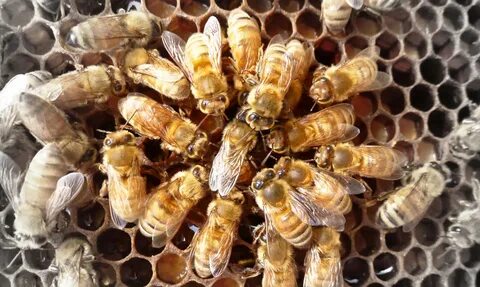 Queen bee