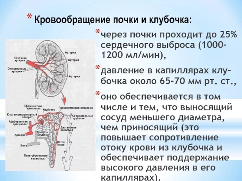 Высокое давление в капиллярном клубочке. Строение почки кровоснабжение. Кровоснабжение почки анатомия. Давление в капиллярах клубочка нефрона. Схема кровообращения почек.