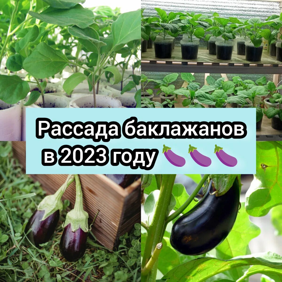 Когда сажать баклажаны на рассаду. Посадка баклажан на рассаду. Посадка семян на рассаду баклажан. Как сажать баклажаны на рассаду. Когда в марте 2024 года сеять баклажаны