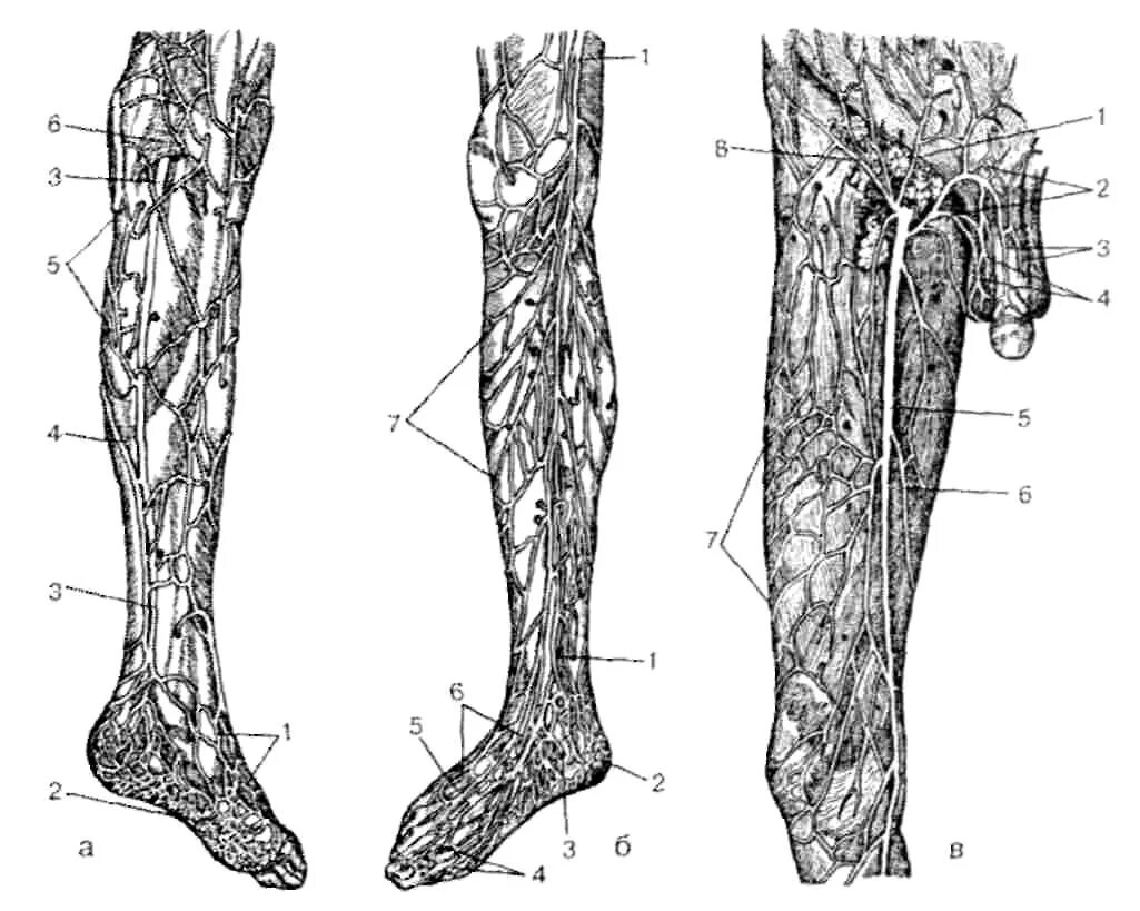 Суральная Вена нижних конечностей. Суральные вены нижних конечностей что это такое. Малая подкожная Вена ноги анатомия.